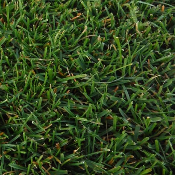 Detalle de césped Bermuda con Raygrass